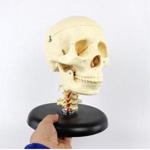 Anatomically Correct Human Skull Advanced Skull with Neck Model Cervical Spine