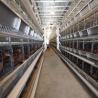 China Les poules posent des cages de poulet de batterie que le type du système H a galvanisé 384 oiseaux/ensemble wholesale
