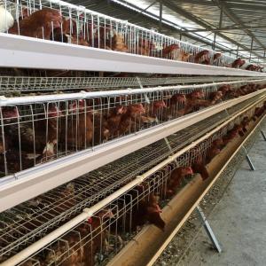 China Manual 4 Tiers Pvc Automatic Poultry Feeding System SGS Layer Chicken Cage supplier