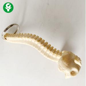 Keychain Human Body Parts Gift / Vertebra  Backbone Skeleton Keychain