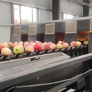 Automatic Apple Fruit Sorting Machine 380V / 50Hz With 99.9% Accuracy