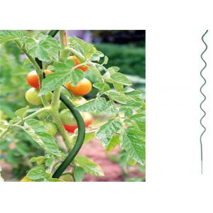 China 5mm Diameter Tomato Growing Wire 1.6m Height Galvanized Spiral supplier