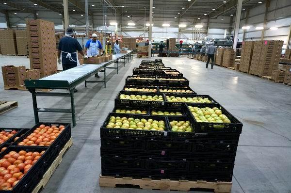 Edificios agrícolas y estructuras para el supermercado - verdura y fruta