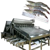 China Seafood and shrimp grading processing machine, shrimp and fish sorting machine, crayfish and shrimp grading machine on sale