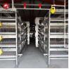 Hot Dip Galvanized Wire H Type Battery Cages for Broiler Chicken With Auto Feeding System