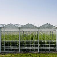 China Hydroponic Growing System Venlo Glass Greenhouse Galvanized Steel Frame on sale