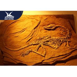 China High Simulated Realistic Dinosaur Fossil Life Size For Zoo Or Technology Center wholesale