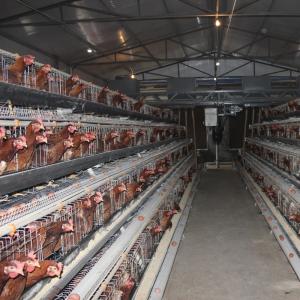 A Type 96 or 128 Capacity Automatic Layer Battery Chicken Cage