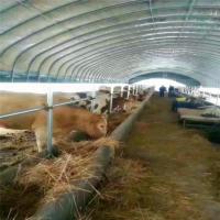 Poly Tunnel Greenhouse Poultry Farm For Sheep Chicken