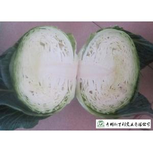 Natural Bright Green Flat Dutch Cabbage , Ball Cabbage Maintaining Enhancing
