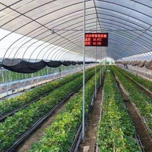 Hydroponics Growing System for Large-Scale Agriculture in Large JX-A004 Greenhouse