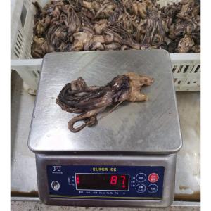 BQF Frozen Giant Squid Head Squid Tentacles NW 60 - 120g
