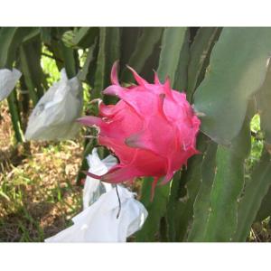 Dragon fruit protective paper bag with different size factory price