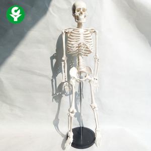 Classic Anatomy Skeleton Model For Medical School Students Standard 85cm