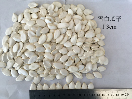 China Graine de citrouille rôtie par pureté de 99% supplier