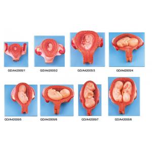 China 8 porções do modelo humano da anatomia do desenvolvimento embrionário de primeiramente à sétima gravidez do mês supplier