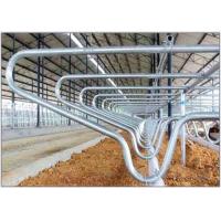 China Livestock Equipment Cow Free Stall With 80µm Galvanizing Layer , Customized on sale