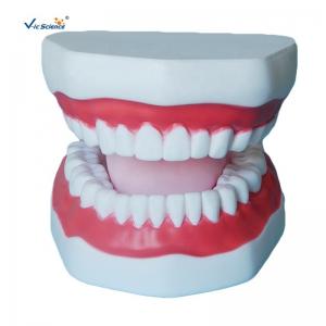 China Plastic Dental Model Of Tooth Anatomical Model With 32 Tooth Dental Teaching Model supplier