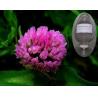 China El extracto de alta calidad del trébol rojo de la CLAR de los isoflavonas del 8% beneficia al fingimiento L. del cuerpo-Trifolium. wholesale