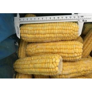 China 100% Fresh IQF Frozen Vegetables , High Grade Whole Sweet Sticky Corn supplier