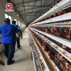 China A Type Chicken Layer Cage With Manure Belt Conveyor And Egg Collector 4 Tiers supplier
