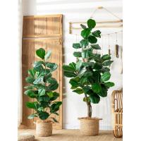 China Real Touch Fake Plants And Trees Fiddle Leaf Fig Tree In Pot on sale