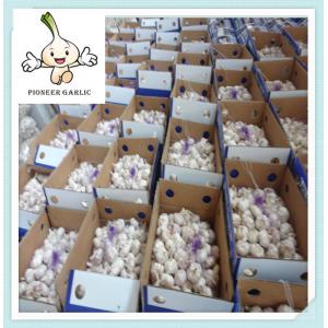 Chinese Bulk Fresh Garlic Shandong Garlic Normal White Garlic From Jinxiang For Sale