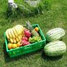 China Vegetable Packing 600*400mm Folding Plastic Crate for Egg Transport and Distribution wholesale