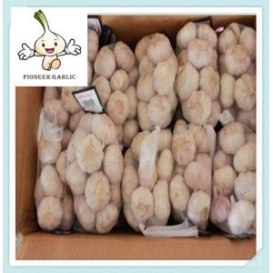 China fresh garlic Good Price Chinese Purple Garlic 5.5CM Purple Skin Garlic supplier