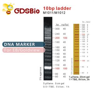 China 10bp Ladder DNA Marker M1011 (50μg)/M1012 (50μg×5) supplier