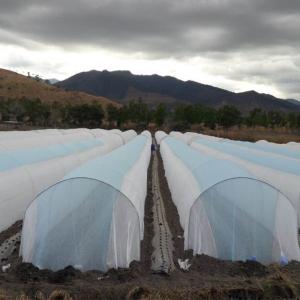 Breathable Agriculture Tnt Greenhouse Row Cover To Protect Outdoor Plants Vegetable