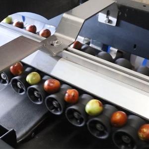 8 Channels Mechanical Jujubes Sorting Machine White 380V Fruit Grading Machine