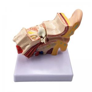 Medical Teaching Types c Anatomy 3D Desktop Inner Ear Model