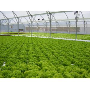 Vegetable Commercial Hydroponic Greenhouse / NFT Greenhouse Less Pests Diseases