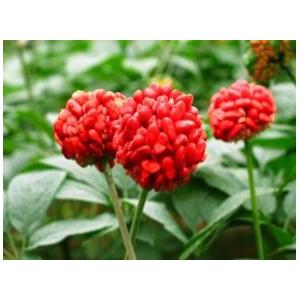 Rhodiola Rosea extract Salidroside 1%-5% herbal extract , Rosavins 2%-5%, natural ingredient for cosmetic, food, pharma