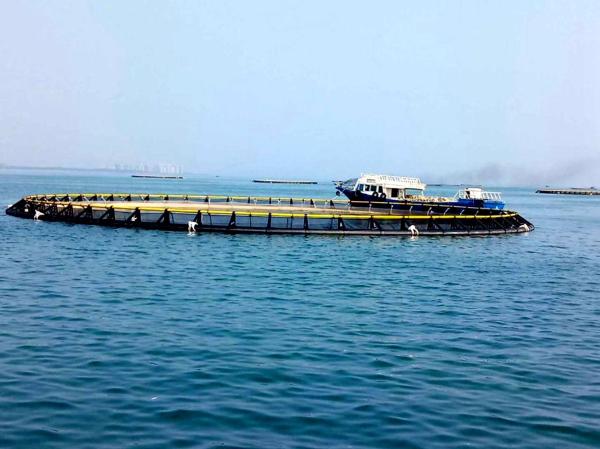 HDPE Pipe Circular Floating Fish Cages The Ultimate Solution for Sea Storm-Resistant Fish Breeding