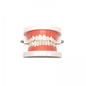 China Tooth Model Dental Functional Appliance Teaching Denture Oral Model supplier