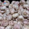 China Garlic splitting machine minced garlic processing production Line wholesale