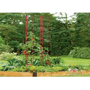 China Durable Garden Metal Tomato Cages supplier