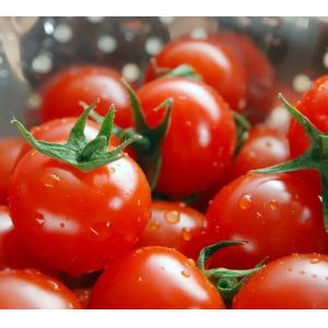 Fresh Tomato Puree Processing Line 6.5tons/Hour