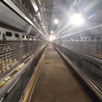 Automatic Laying Hen Egg Layer Battery H Type Chicken Cages System