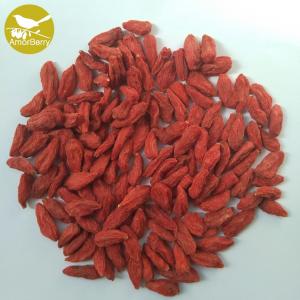 Amorberry Goji Berry/Wolfberry/Lycium Barbarum Medlar wholesale with high quantity from Ningxia factory