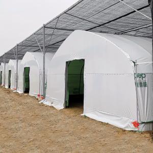 China Agriculture Chinese Organic Mushroom Management Greenhouse Single-Span Greenhouses supplier