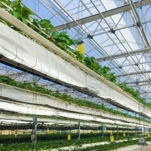 Hydroponic Growing System Glass Greenhouse for Double Layer Roofing Shape a Type Roof