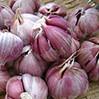 China South African Garlic Prices Rise on sale 