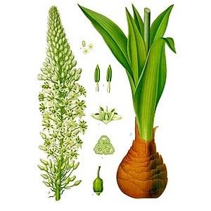 Squill Extract , Sea squill Extract, 10:1 TLC, Chinese Manufacturer,