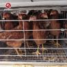 Hot-Dip Galvanized High-Efficiency 4-8 Tier Automatic Layer Cage - Hot Galvanized & Auto Egg Conveyor