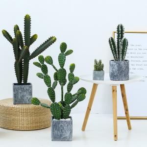 China Fashion Cactus And Succulent Fake Plastic Plant For Home Decoration supplier