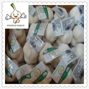 Fresh Garlic Global Foods health against cancer new crop fresh garlic