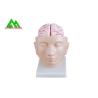 China Human Head Section Medical Teaching Models Eco Friendly Allergy Free wholesale
